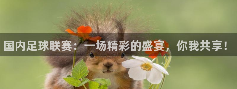 国内足球联赛：一场精彩的盛宴，你我共享！