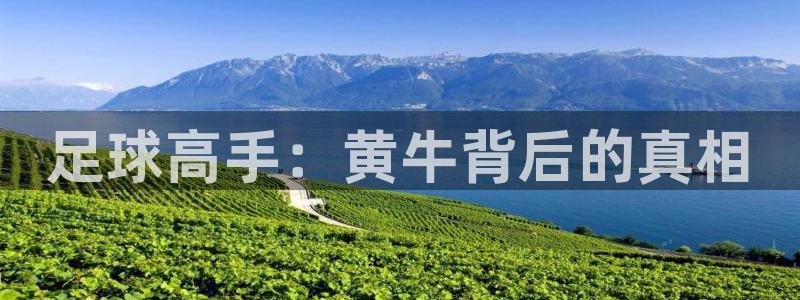 足球高手：黄牛背后的真相