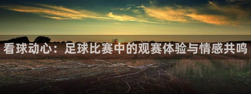看球动心：足球比赛中的观赛体验与情感